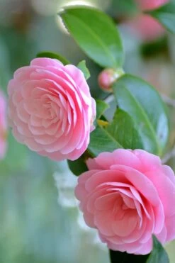 Otome Pink Camellia Japonica - 3 Gallon Pot -Flowers World Shop Camellia Otome 1