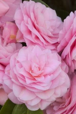 Pearl Maxwell Camellia Japonica - 1 Gallon Pot 13 Pearl Maxwell Camellia Japonica - 1 Gallon Pot -Flowers World Shop Camellia Pearl Maxwell 10