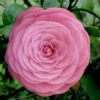 Pearl Maxwell Camellia Japonica - 1 Gallon Pot -Flowers World Shop Camellia Pearl Maxwell 4