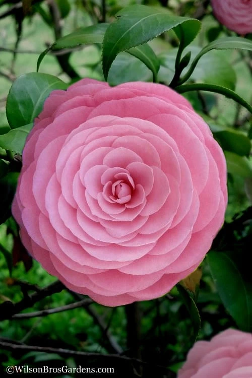 Pearl Maxwell Camellia Japonica - 1 Gallon Pot 3 Pearl Maxwell Camellia Japonica - 1 Gallon Pot