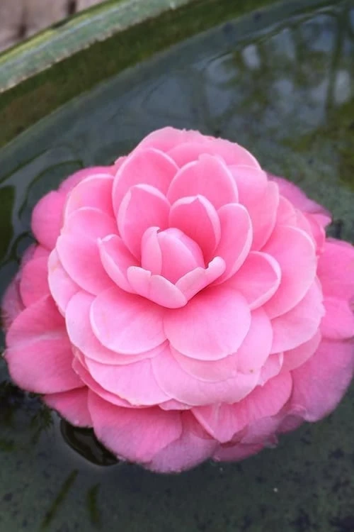 Pearl Maxwell Camellia Japonica - 1 Gallon Pot 7 Pearl Maxwell Camellia Japonica - 1 Gallon Pot - Image 5