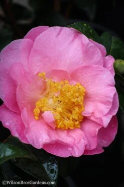 Autumn Pink Icicle Cold Hardy Camellia - 3 Gallon Pot -Flowers World Shop Camellia Pink Icicle 20 1