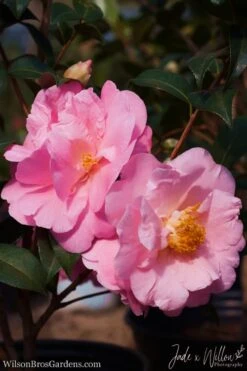 Autumn Pink Icicle Cold Hardy Camellia - 3 Gallon Pot -Flowers World Shop Camellia Pink Icicle JW 1 1