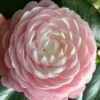 Pink Perfection Camellia Japonica - 3 Gallon Pot 1 Pink Perfection Camellia Japonica - 3 Gallon Pot -Flowers World Shop Camellia Pink Perfection 26 2