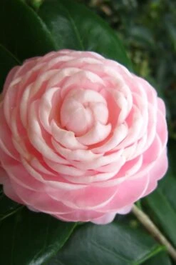 Pink Perfection Camellia Japonica - 7 Gallon Pot (3-4') 10 Pink Perfection Camellia Japonica - 7 Gallon Pot (3-4') -Flowers World Shop Camellia Pink Perfection 27