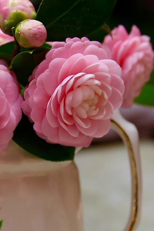 Pink Perfection Camellia Japonica - 3 Gallon Pot 7 Pink Perfection Camellia Japonica - 3 Gallon Pot - Image 5