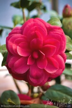 Purple Dawn Camellia Japonica - 7 Gallon Pot (3-4') -Flowers World Shop Camellia Purple Dawn JW 1