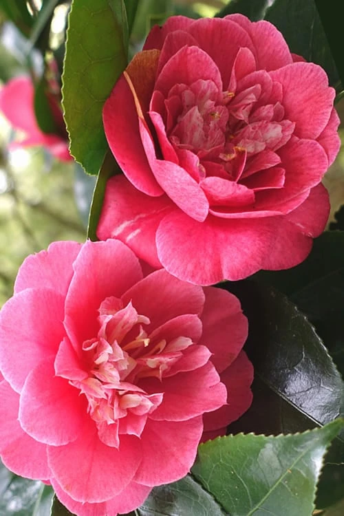 R. L. Wheeler Camellia Japonica - 7 Gallon Pot (3-4') 8 R. L. Wheeler Camellia Japonica - 7 Gallon Pot (3-4') - Image 6