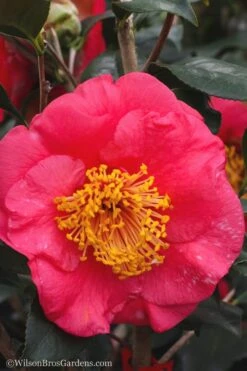 R. L. Wheeler Camellia Japonica - 7 Gallon Pot (3-4') 12 R. L. Wheeler Camellia Japonica - 7 Gallon Pot (3-4') -Flowers World Shop Camellia R L Wheeler 10