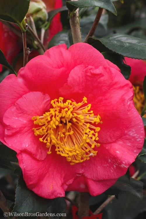 R. L. Wheeler Camellia Japonica - 7 Gallon Pot (3-4') 7 R. L. Wheeler Camellia Japonica - 7 Gallon Pot (3-4') - Image 5