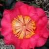 R. L. Wheeler Camellia Japonica - 7 Gallon Pot (3-4') -Flowers World Shop Camellia R L Wheeler 12