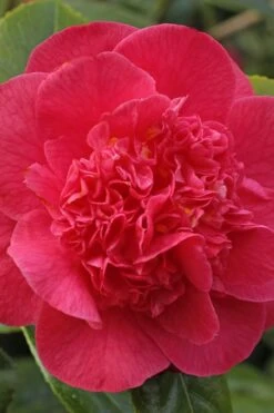 Red Fellow Camellia Japonica - 1 Gallon Pot -Flowers World Shop Camellia Red Fellow 1