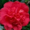 Red Fellow Camellia Japonica - 1 Gallon Pot -Flowers World Shop Camellia Red Fellow 2