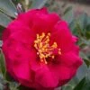 Reverend Ida Red ShiShi Gashira Dwarf Camellia Sasanqua - 3 Gallon Pot 1 Reverend Ida Red ShiShi Gashira Dwarf Camellia Sasanqua - 3 Gallon Pot -Flowers World Shop Camellia Reverend Ida 1