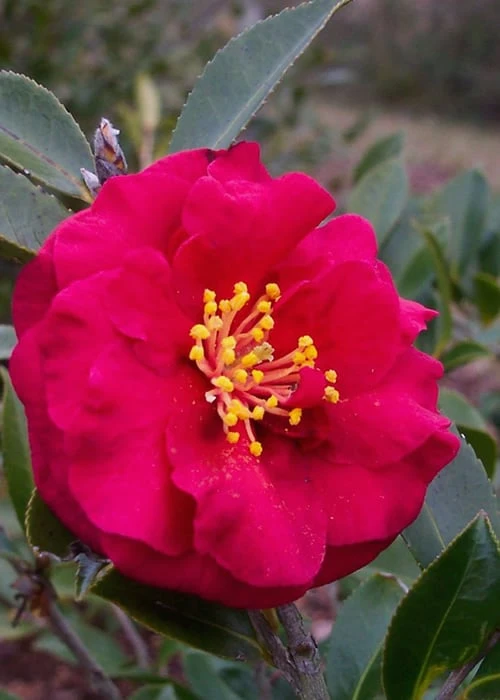 Reverend Ida Red ShiShi Gashira Dwarf Camellia Sasanqua - 3 Gallon Pot 3 Reverend Ida Red ShiShi Gashira Dwarf Camellia Sasanqua - 3 Gallon Pot