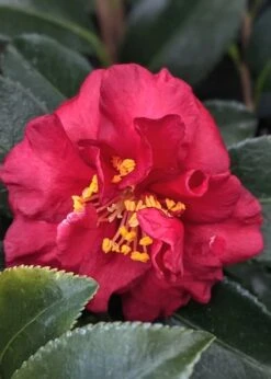 Reverend Ida Red ShiShi Gashira Dwarf Camellia Sasanqua - 3 Gallon Pot 9 Reverend Ida Red ShiShi Gashira Dwarf Camellia Sasanqua - 3 Gallon Pot -Flowers World Shop Camellia Reverend Ida 3