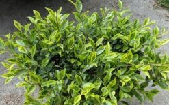 Royal Flush Shi Shi Variegated Camellia Sasanqua - 3 Gallon Pot 9 Royal Flush Shi Shi Variegated Camellia Sasanqua - 3 Gallon Pot -Flowers World Shop Camellia Royal Flush Shi Shi 2 1