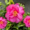 Royal Flush Shi Shi Variegated Camellia Sasanqua - 1 Gallon Pot 1 Royal Flush Shi Shi Variegated Camellia Sasanqua - 1 Gallon Pot -Flowers World Shop Camellia Royal Flush Shi Shi 4