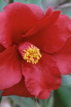 Royal Velvet Red Camellia Japonica - 7 Gallon Pot -Flowers World Shop Camellia Royal Velvet 2 1