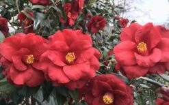 Royal Velvet Red Camellia Japonica - 7 Gallon Pot -Flowers World Shop Camellia Royal Velvet 3 1
