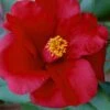 Royal Velvet Red Camellia Japonica - 7 Gallon Pot -Flowers World Shop Camellia Royal Velvet 5 1