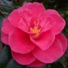 Rutledge Minnix Camellia Japonica - 3 Gallon Pot -Flowers World Shop Camellia Rutledge Minnix 1