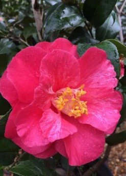 Rutledge Minnix Camellia Japonica - 3 Gallon Pot -Flowers World Shop Camellia Rutledge Minnix 2