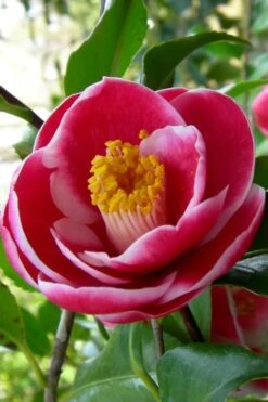 Sadaharu Oh Camellia - 7 Gallon Pot (3-4') -Flowers World Shop Camellia Sadaharu Oh 6