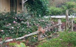 Sarrel Dwarf Camellia Sasanqua - 3 Gallon Pot -Flowers World Shop Camellia Sarrel 5 1