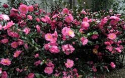 Shishi Gashira Dwarf Camellia Sasanqua - 2.5 Quart Pot -Flowers World Shop Camellia Shishi Gashira 1