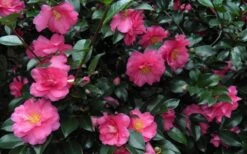 Shishi Gashira Dwarf Camellia Sasanqua - 2.5 Quart Pot -Flowers World Shop Camellia Shishi Gashira 24 1