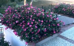 Shishi Gashira Dwarf Camellia Sasanqua - 1 Gallon Pot -Flowers World Shop Camellia Shishi Gashira 30 2