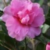 Showa No Sakae Dwarf Camellia Sasanqua - 1 Gallon Pot -Flowers World Shop Camellia Showa No Sakae 11