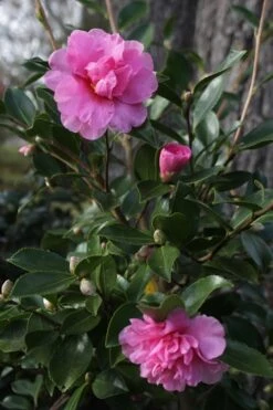 Showa No Sakae Dwarf Camellia Sasanqua - 1 Gallon Pot -Flowers World Shop Camellia Showa No Sakae 12