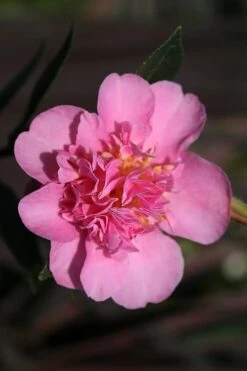 Showa No Sakae Dwarf Camellia Sasanqua - 1 Gallon Pot -Flowers World Shop Camellia Showa No Sakae 13