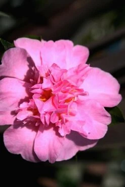 Showa No Sakae Dwarf Camellia Sasanqua - 1 Gallon Pot -Flowers World Shop Camellia Showa No Sakae 15