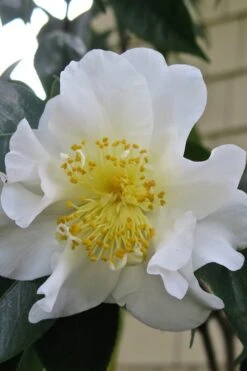 Silver Waves Camellia Japonica - 3 Gallon Pot -Flowers World Shop Camellia Silver Waves 6
