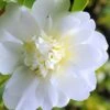 Snow Flurry Cold Hardy Camellia Hybrid - 1 Gallon Pot 1 Snow Flurry Cold Hardy Camellia Hybrid - 1 Gallon Pot -Flowers World Shop Camellia Snow Flurry 1 1