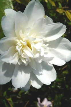 Snow Flurry Cold Hardy Camellia Hybrid - 1 Gallon Pot -Flowers World Shop Camellia Snow Flurry 2 1