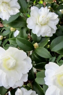 Snow Flurry Cold Hardy Camellia Hybrid - 3 Gallon Pot -Flowers World Shop Camellia Snow Flurry 6