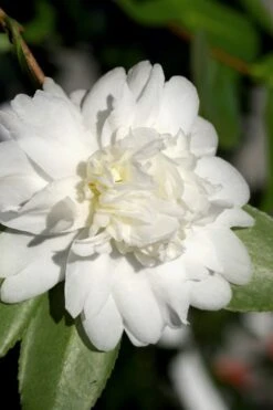 Snow Flurry Cold Hardy Camellia Hybrid - 1 Gallon Pot -Flowers World Shop Camellia Snow Flurry 8 1