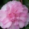 Sarrel Dwarf Camellia Sasanqua - 3 Gallon Pot -Flowers World Shop Camellia Sorrel 1 1