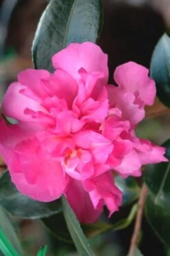 Sparkling Burgundy Camellia Sasanqua - 1 Gallon Pot -Flowers World Shop Camellia Sparkling Burgundy 21