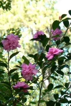 Sparkling Burgundy Camellia Sasanqua - 1 Gallon Pot -Flowers World Shop Camellia Sparkling Burgundy 24