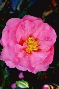Stephanie Golden Dwarf Camellia Sasanqua - 1 Gallon Pot 11 Stephanie Golden Dwarf Camellia Sasanqua - 1 Gallon Pot -Flowers World Shop Camellia Stephanie Golden 12