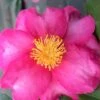 Stephanie Golden Dwarf Camellia Sasanqua - 1 Gallon Pot 1 Stephanie Golden Dwarf Camellia Sasanqua - 1 Gallon Pot -Flowers World Shop Camellia Stephanie Golden 13