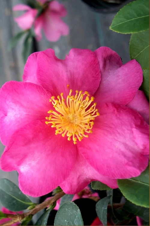 Stephanie Golden Dwarf Camellia Sasanqua - 1 Gallon Pot 3 Stephanie Golden Dwarf Camellia Sasanqua - 1 Gallon Pot