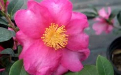 Stephanie Golden Dwarf Camellia Sasanqua - 1 Gallon Pot 10 Stephanie Golden Dwarf Camellia Sasanqua - 1 Gallon Pot -Flowers World Shop Camellia Stephanie Golden Closeup Flower