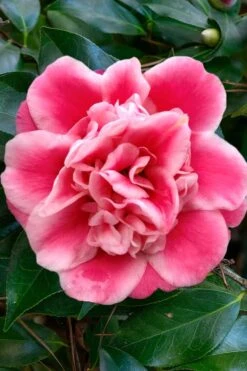 Tama Bambino Camellia Japonica - 3 Gallon Pot -Flowers World Shop Camellia Tama Bambino 1