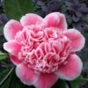 Tama Bambino Camellia Japonica - 3 Gallon Pot -Flowers World Shop Camellia Tama Bambino 12